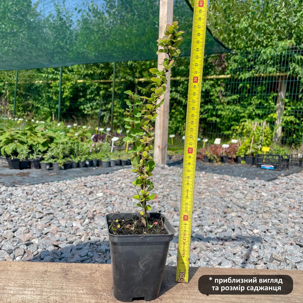 Саженец барбариса Тунберга Erecta Р9 (645213695) - фото 2 Саженец барбариса Тунберга Erecta Р9 (645213695) - фото 2