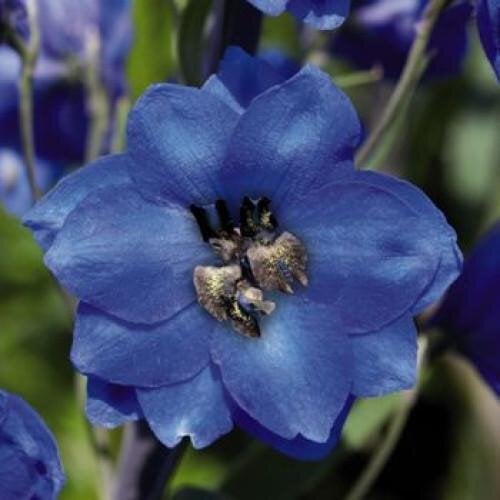 Семена цветов Дельфиниум Benarys Pacific Blue Jay Benary 5000 шт. (BN04192)