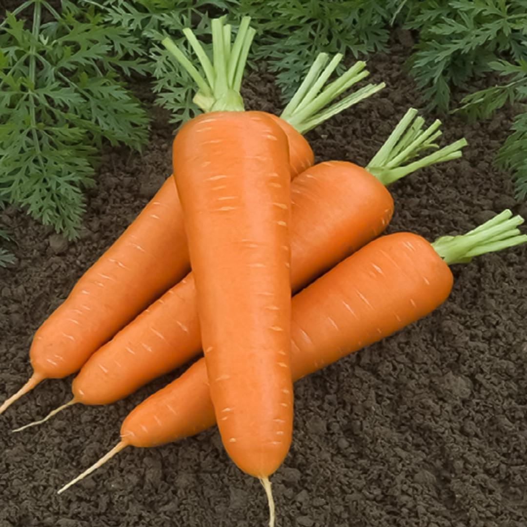 Семена Cultiva Морковь F1 400 шт. (M2) - фото 2