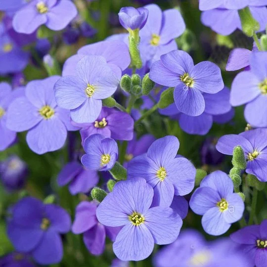 Семена цветов Syngenta Обриета гибр Audrey Blue Shades 1000 шт. (BN04093)
