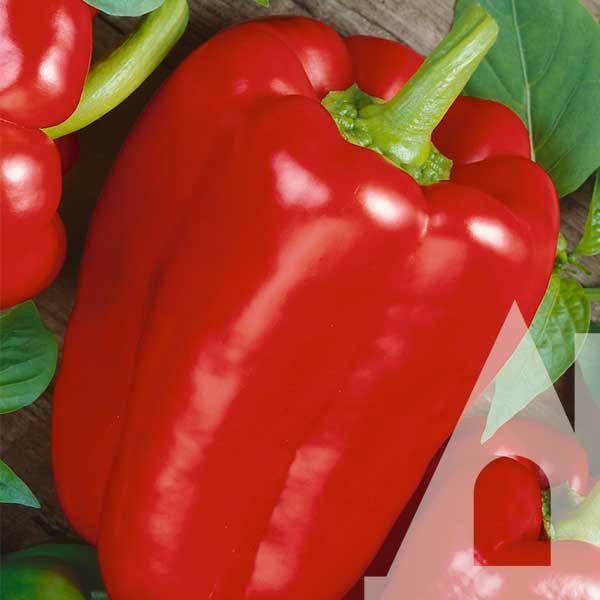 Перец сладкий Вивальди F1, 8 шт., Садиба