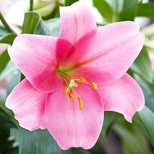 Лилии Florium Dancing Lady 10 шт. (17410)