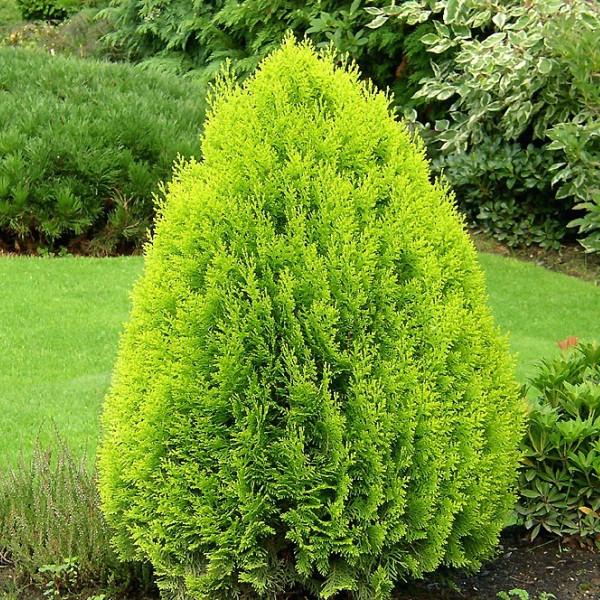 Саженец туи восточной Ауреа Нана Thuja orientalis Aurea Nana Р9 (645202185)