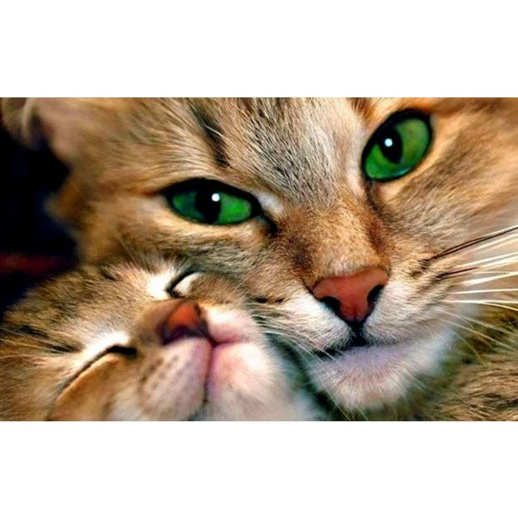 Картина по номерам Josef Otten Животные Кошки 40х50 см в термопакете (6141EOTG_O-mt)