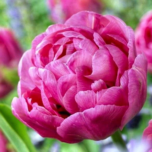 Тюльпан махровый Dobrodar Pink Delight 2 шт. (38288847)