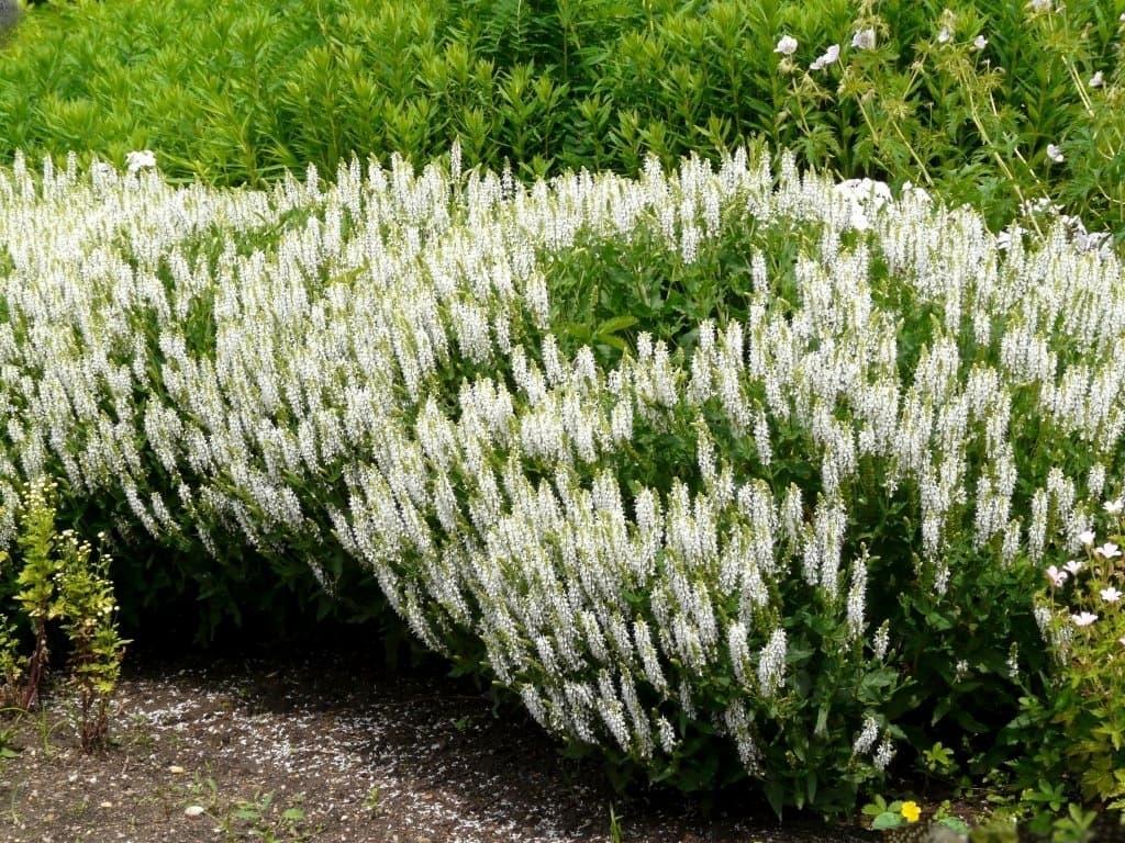 Квіти Шавлія дібровна Medium White напівпродукт (2666675543)