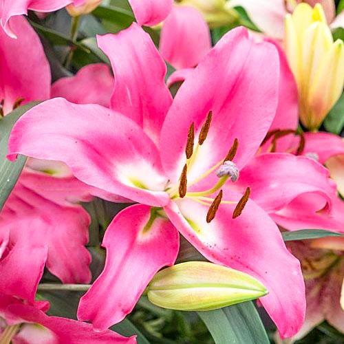 Лилия Labrador Florium - фото 2 Лилия Labrador Florium - фото 2