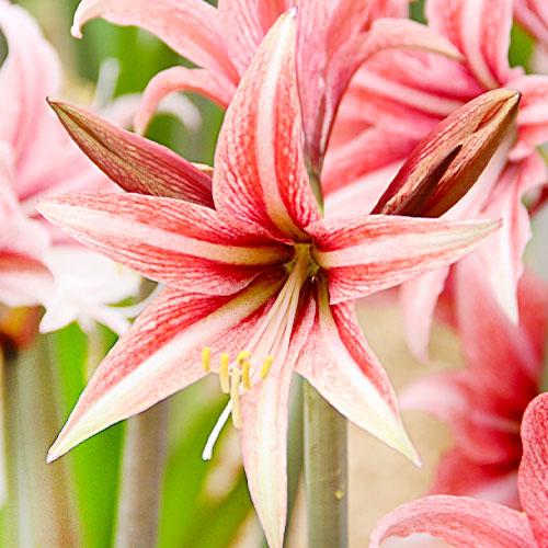 Амариллис Florium Sweet Lilian (12678) - фото 2 Амариллис Florium Sweet Lilian (12678) - фото 2