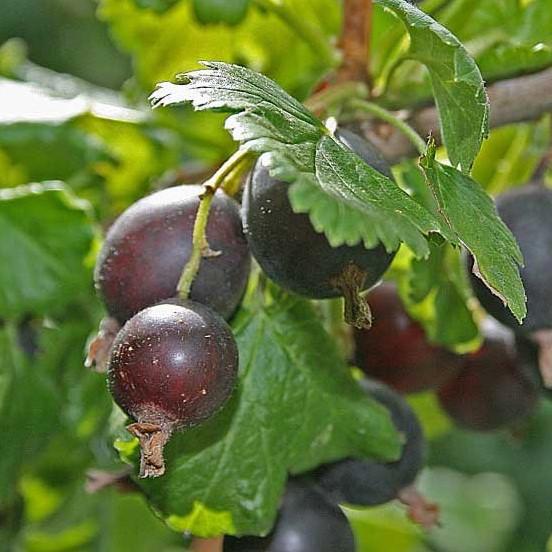 Саджанець йошти смородино-агрусовий гібрид (644541871) - фото 2 Саджанець йошти смородино-агрусовий гібрид (644541871) - фото 2