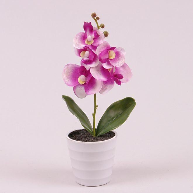 Цветок Фаленопсис в горшке Flora (70129)