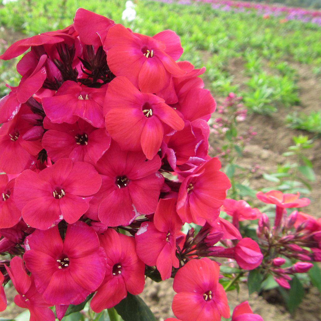 Флокс волотистий Dobrodar Flame Red 1 шт. (38284587)
