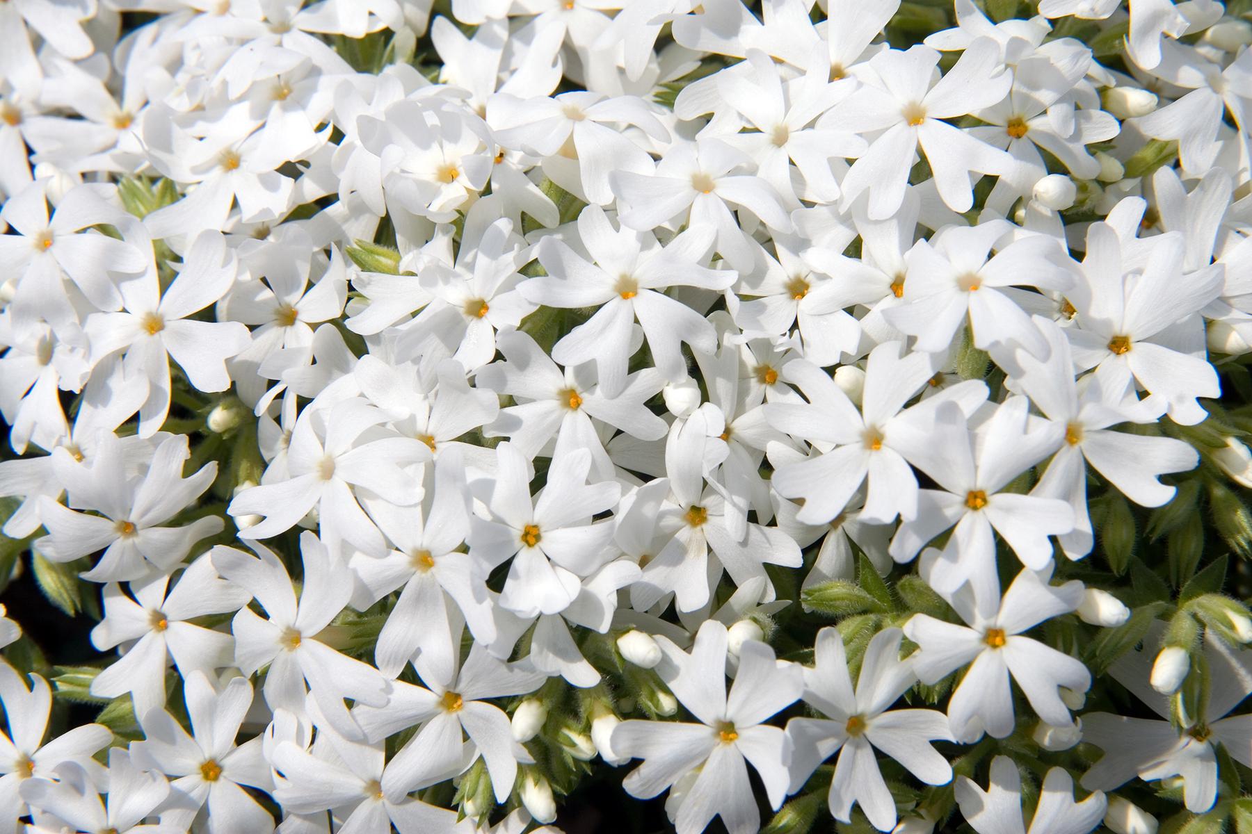 Флокс шиловидный Dobrodar Snowflake 1 шт. (38284798)