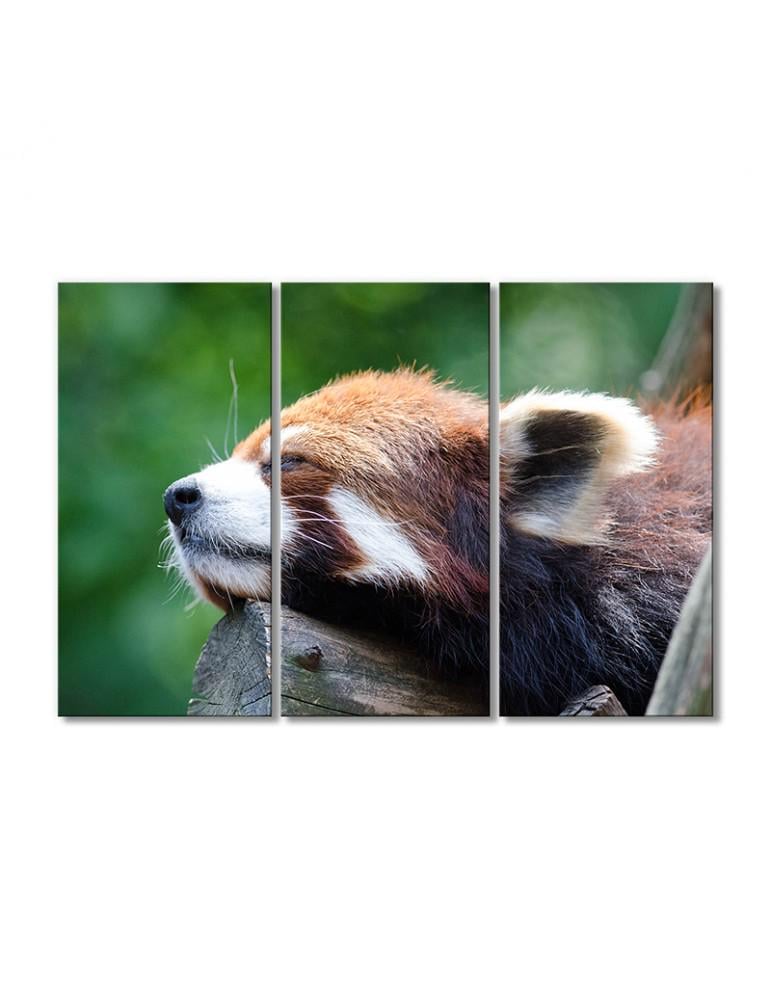 Картина модульная Спящая малая панда 3 модуля 50x75 см