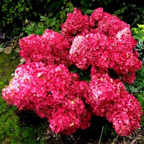 Саженец гортензии метельчатой Hydrangea paniculata Wim's Red Р9 (1107527553)