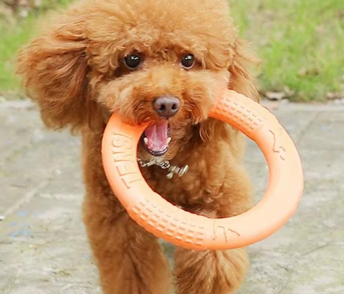 Игрушка для собак кольцо литое резиновое - фото 2 Игрушка для собак кольцо литое резиновое - фото 2