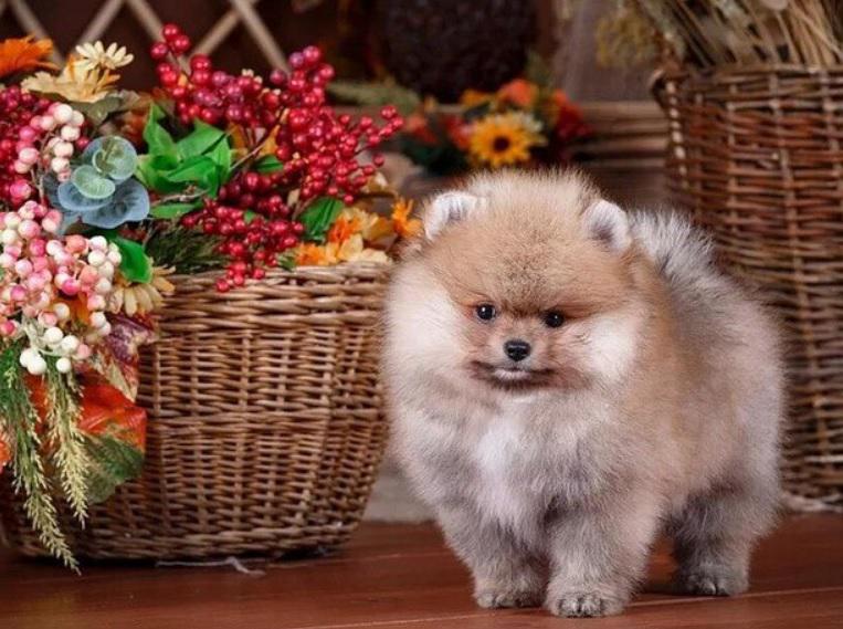 Набір для творчості алмазна картина Strateg Песик біля кошика HEG87073 30x40 см (MTT-191763) Набір для творчості алмазна картина Strateg Песик біля кошика HEG87073 30x40 см (MTT-191763)