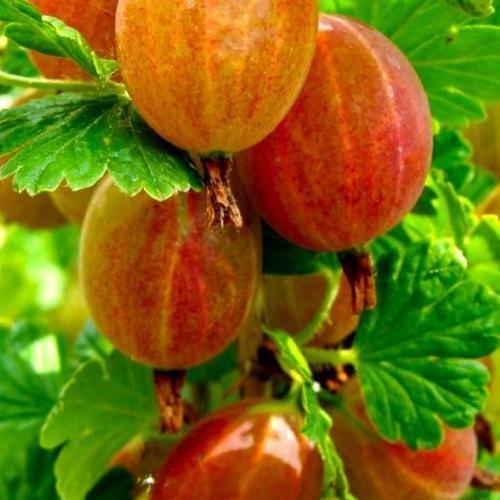 Сажанец Крыжовник Сварог среднего срока созревания высокоурожайный сорт (23382) Сажанец Крыжовник Сварог среднего срока созревания высокоурожайный сорт (23382)