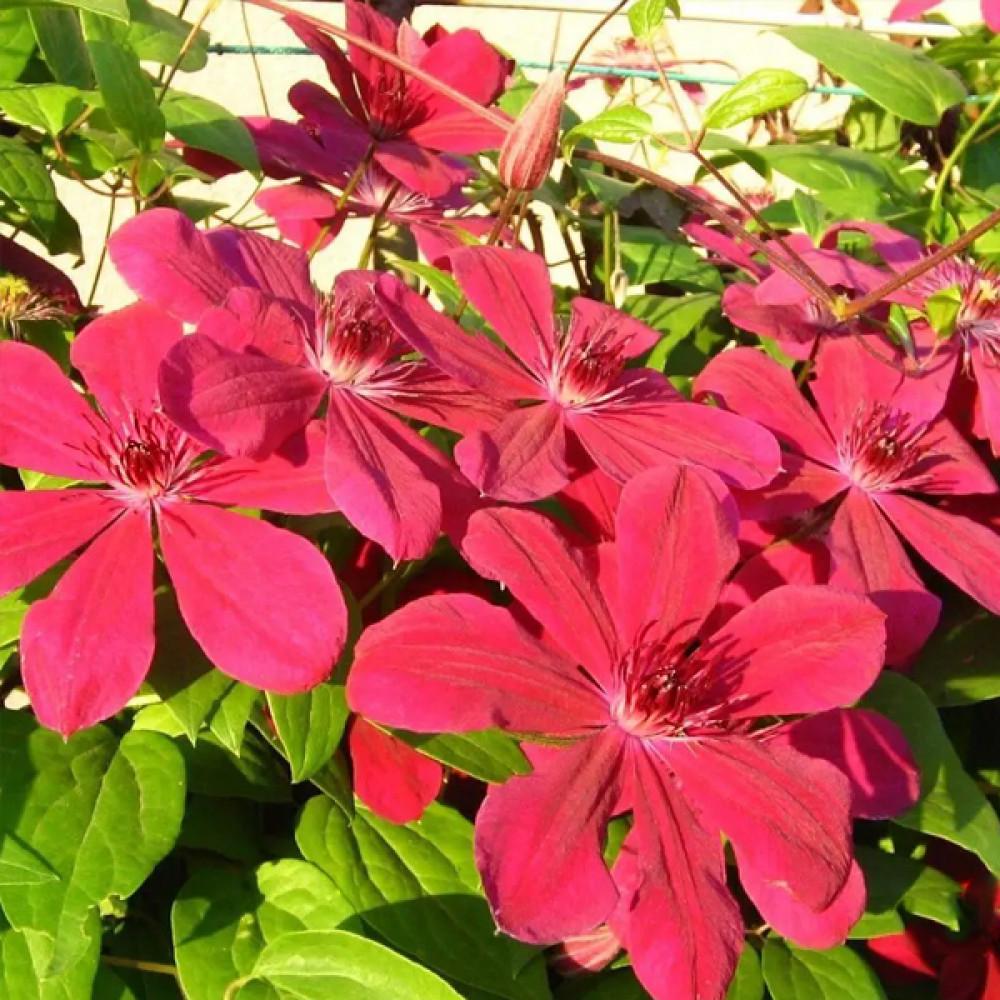 Саджанець клематису Allanah горщик Р9 (2717329666)