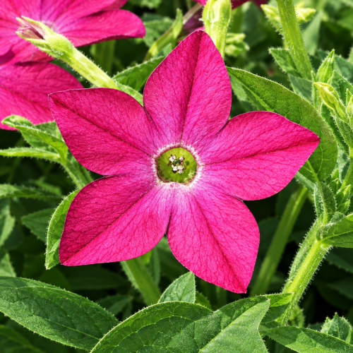 Семена цветов Syngenta Табак крылатый Saratoga Rose 250 шт. (BN01607-2)