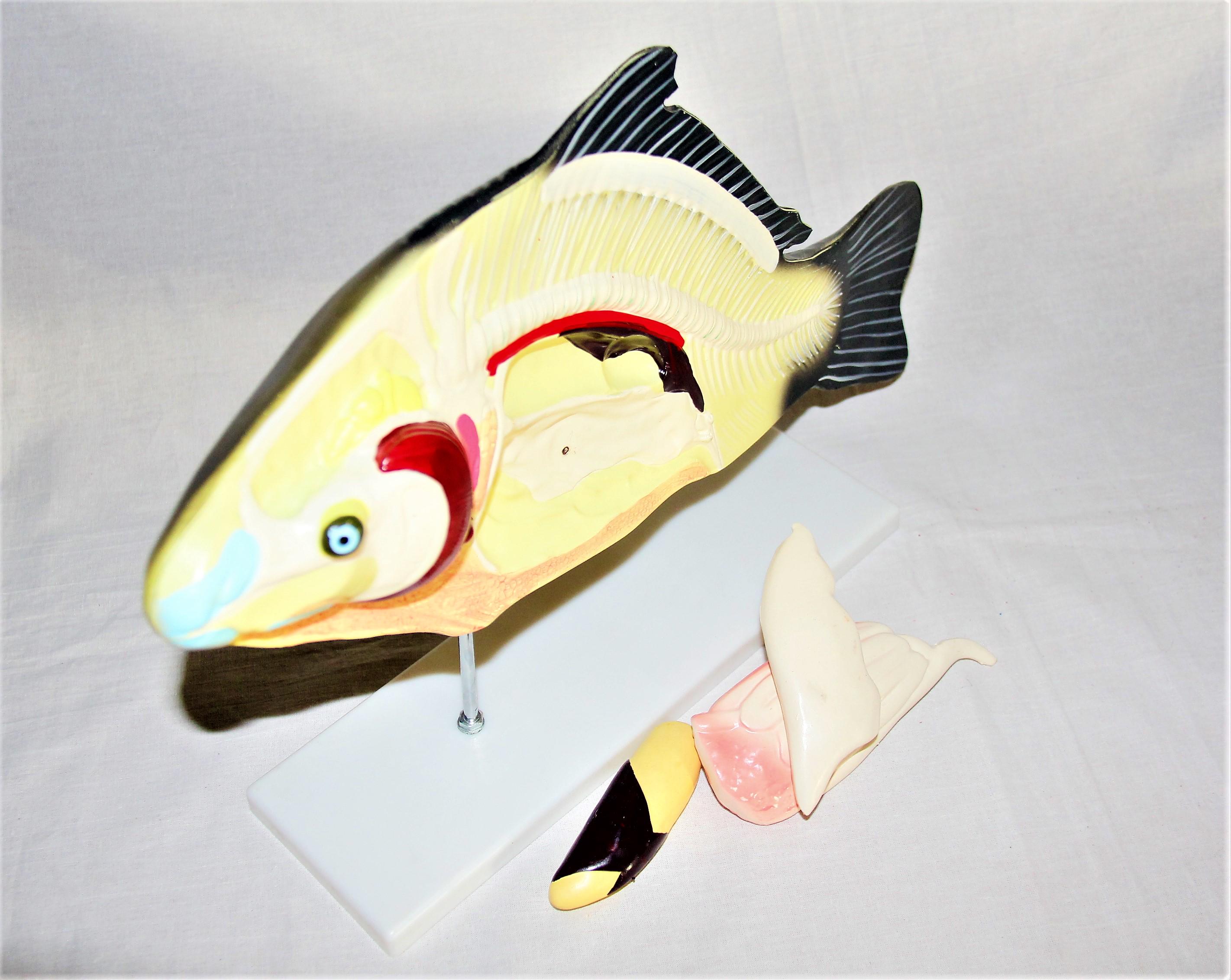 Макет Риба в розрізі Руді пластикова 47х10х29 см (Б009у) - фото 3 Макет Риба в розрізі Руді пластикова 47х10х29 см (Б009у) - фото 3