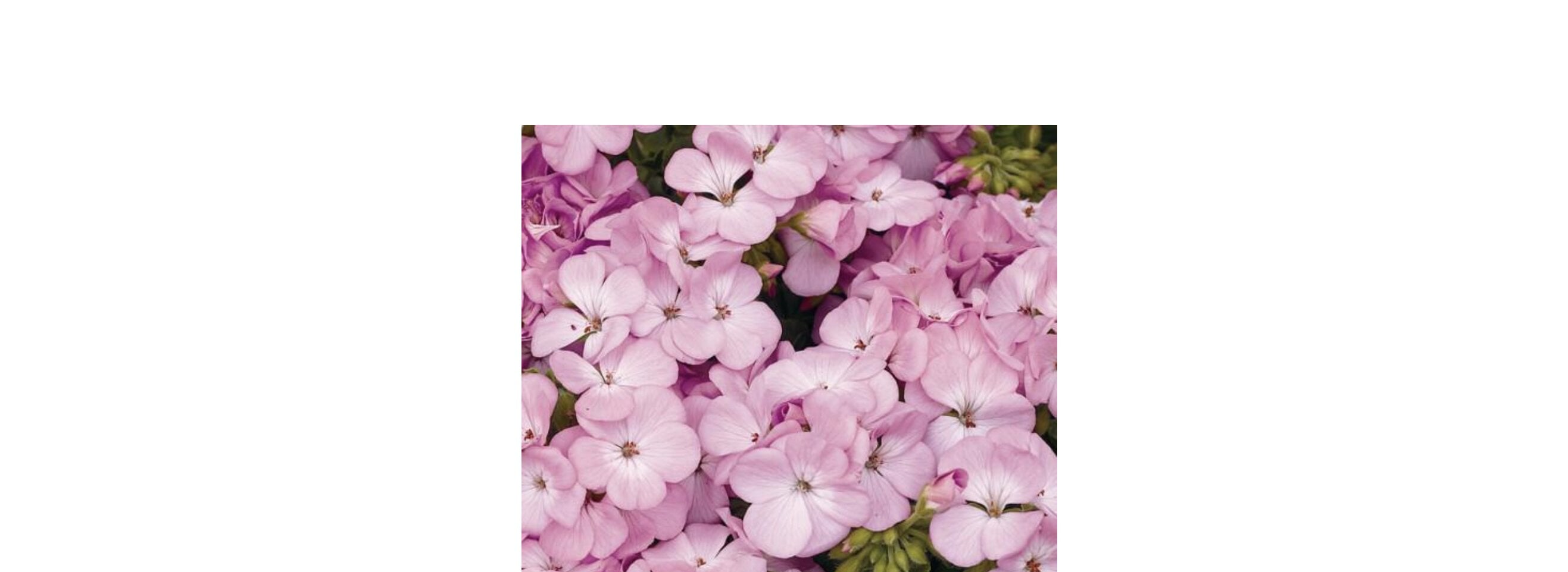 Семена цветов Syngenta Пеларгония садовая Multibloom Lavender 250 шт. (BN01648-2)