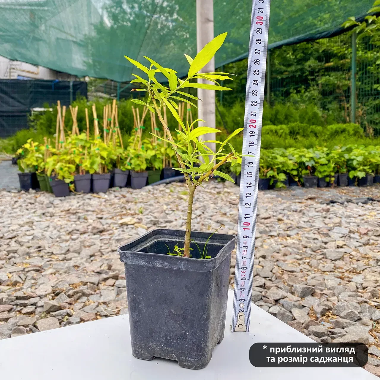 Саженец ивы удинская Голден Саншайн Salix udensis Golden Sunshine Р9 (1736528914) - фото 3 Саженец ивы удинская Голден Саншайн Salix udensis Golden Sunshine Р9 (1736528914) - фото 3