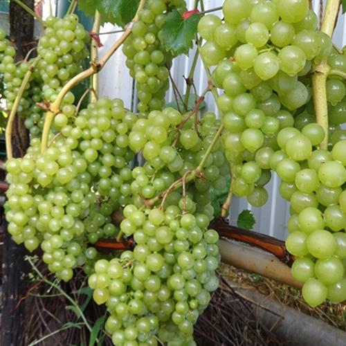 Саженцы винограда Дружба черенкованный 1-летний (6648)