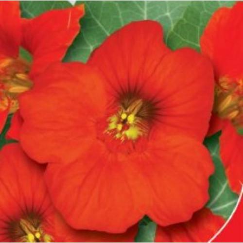 Семена цветов GL Seeds Настурция Чери Роуз 1 г (GL-1017)