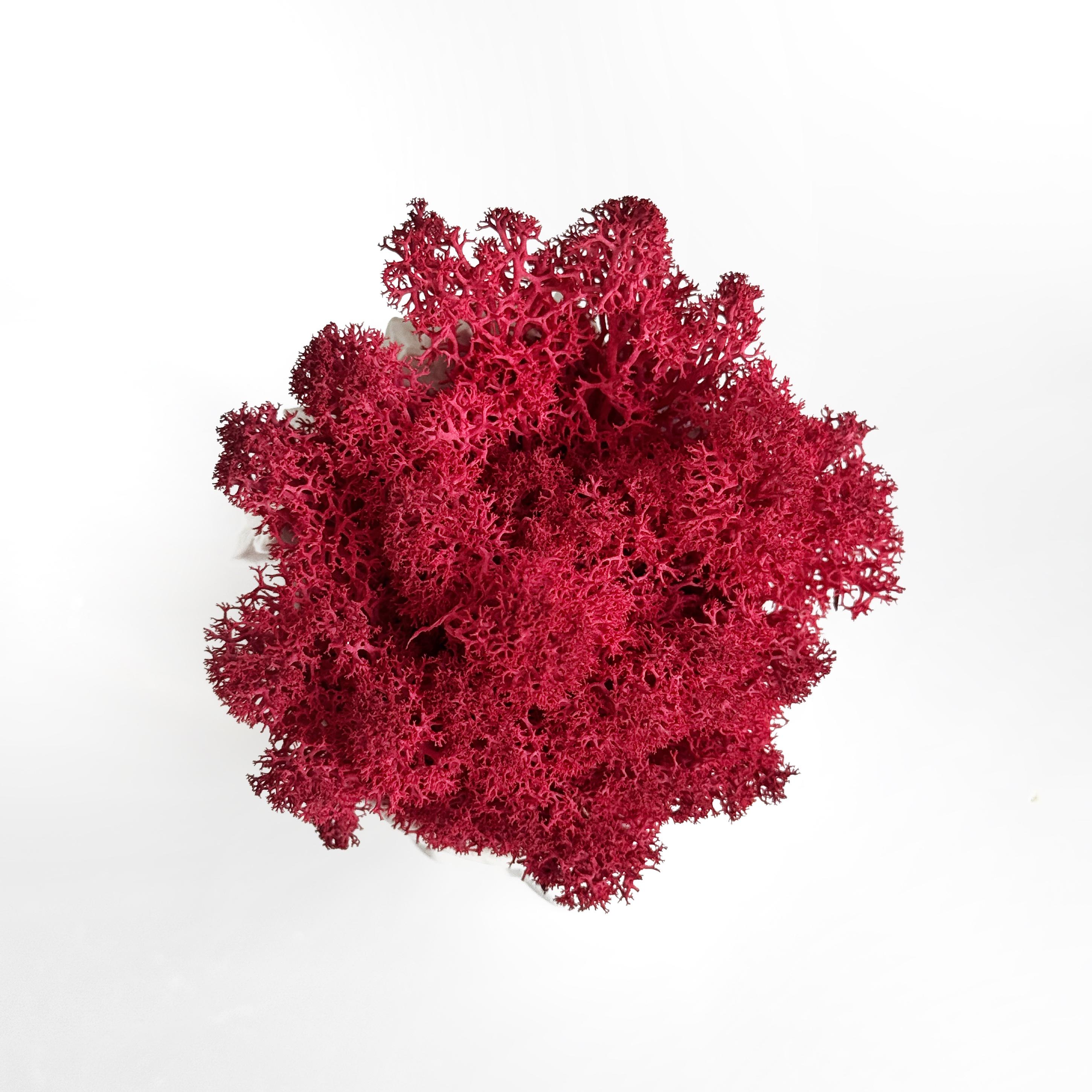 Мох ягель стабилизированный 15 гр. Красный