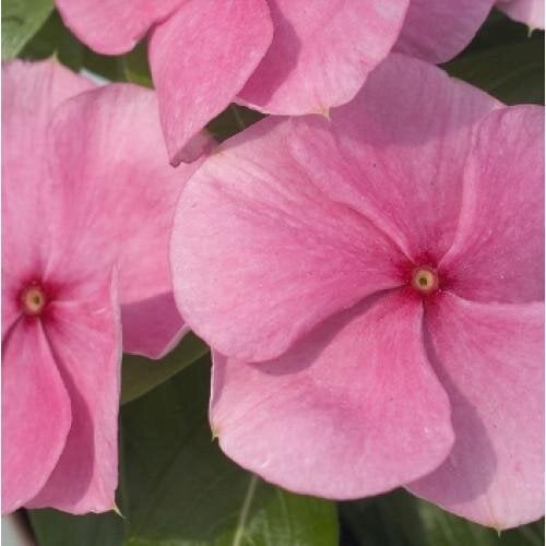Семена цветов Катарантус розовый Solar Avalanche F1 pink Hem Genetics 500 шт. (BN09183-2)
