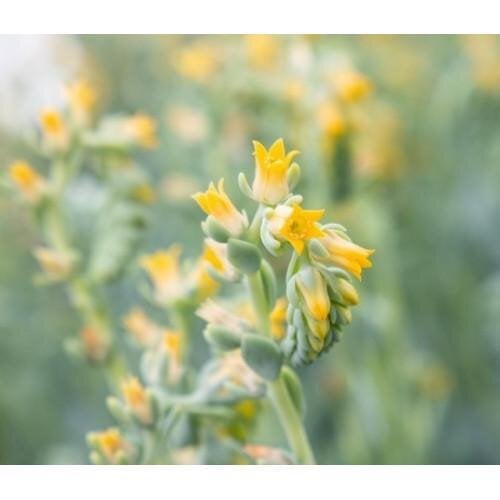 Семена цветов Эхеверия Urban Yellow Benary 10 шт. (BN12294-4)