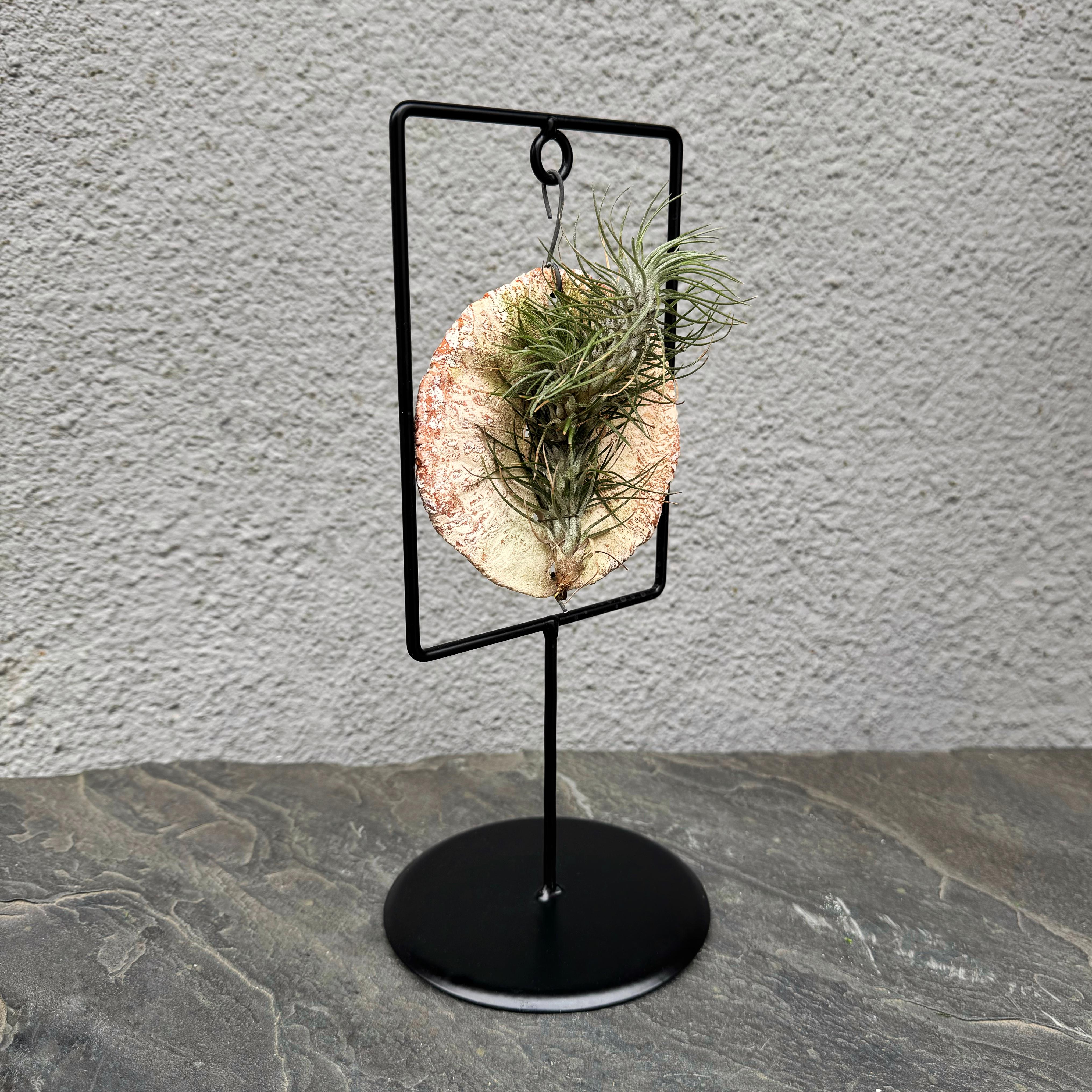 Тілландсія на підвісній основі 27 см