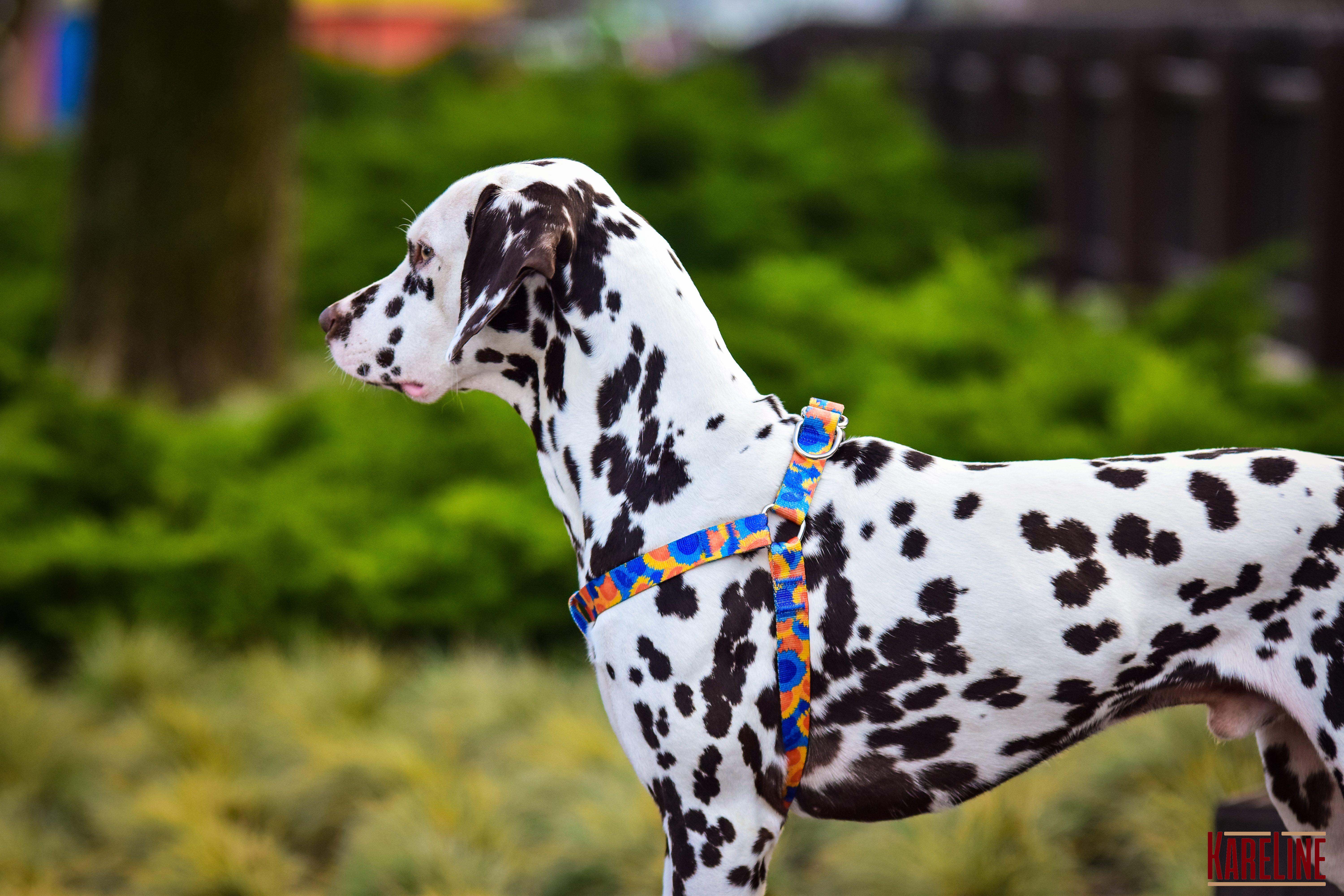 Шлея KareLine SUNFLOWERS з нейлону з візерунком та пластиковою пряжкою 15 мм А 350-480 мм В 400-570 мм (0817/12) - фото 3 Шлея KareLine SUNFLOWERS з нейлону з візерунком та пластиковою пряжкою 15 мм А 350-480 мм В 400-570 мм (0817/12) - фото 3