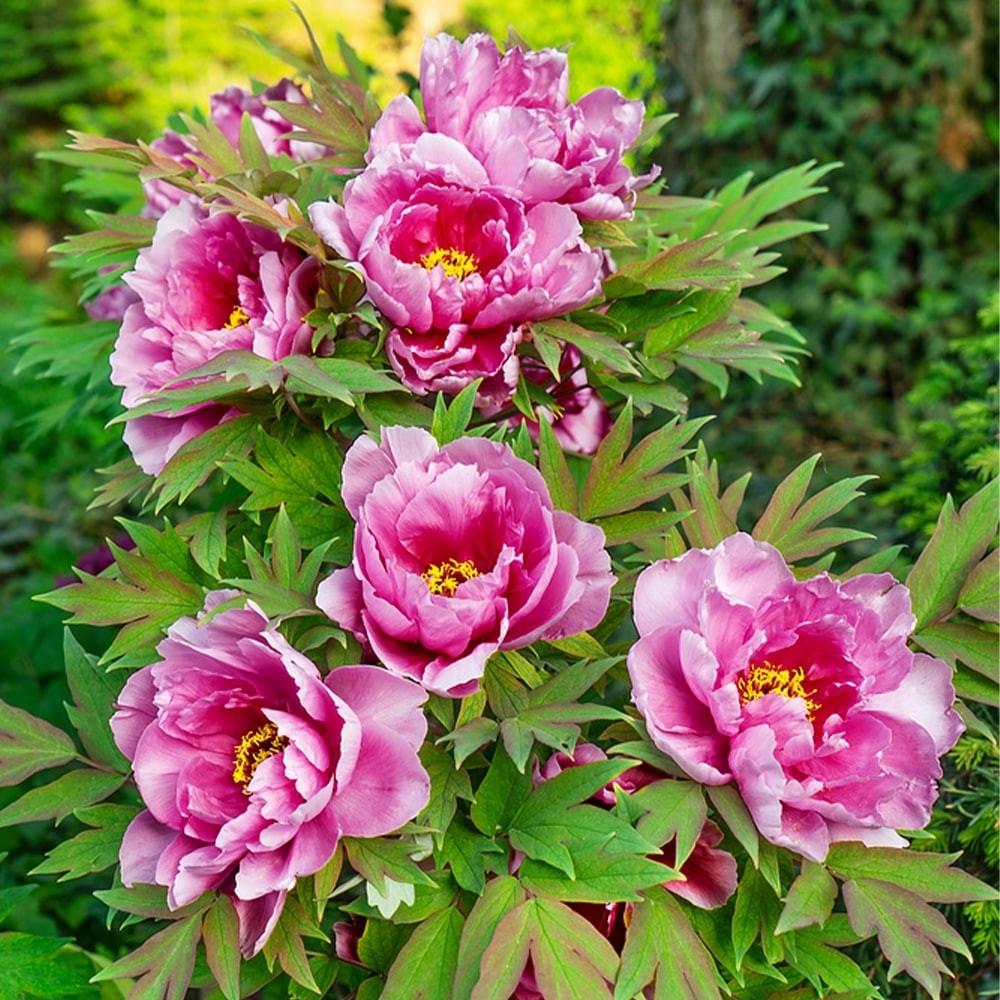 Саджанець півонії деревоподібного Pink water-lily горщик р9 (2675266022)