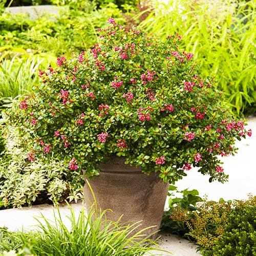 Эскаллония Florium Red Dream (18343)