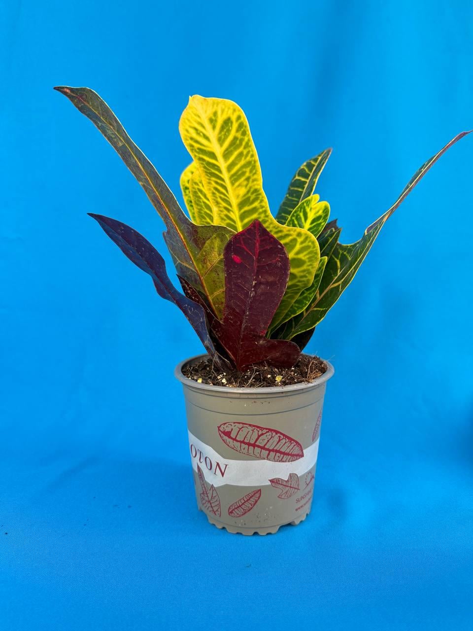 Кротон Экселент Codiaeum Excellent (38299490)