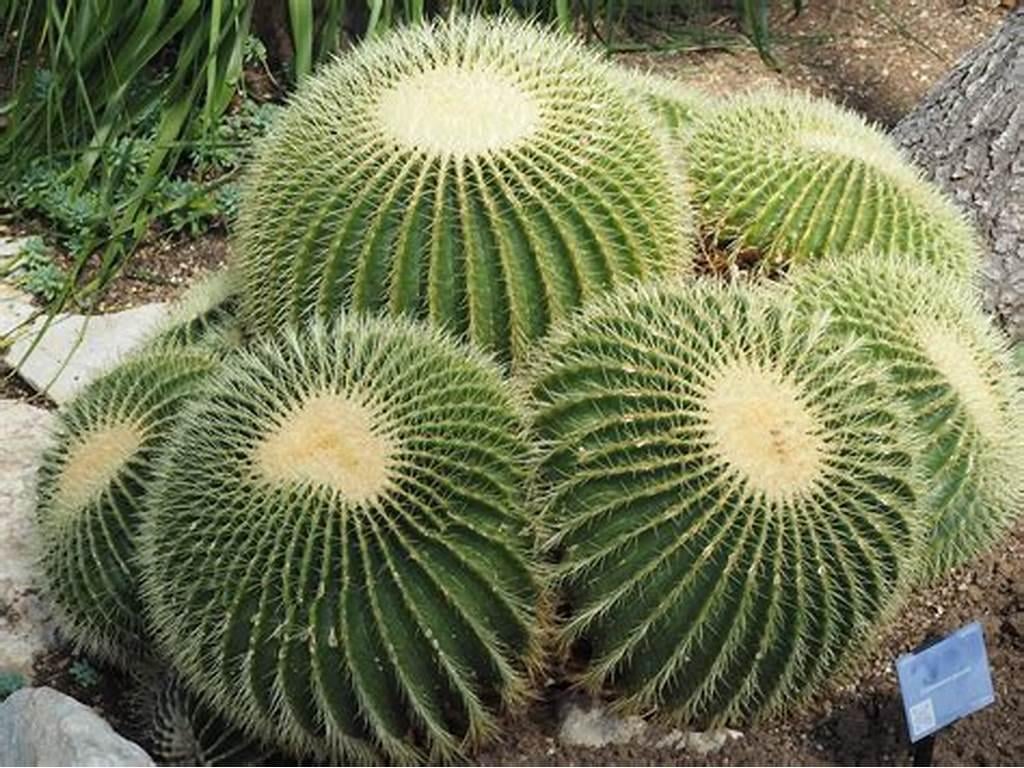 Насіння Ехінокактус Грузона 5 шт. (2178759554) - фото 2