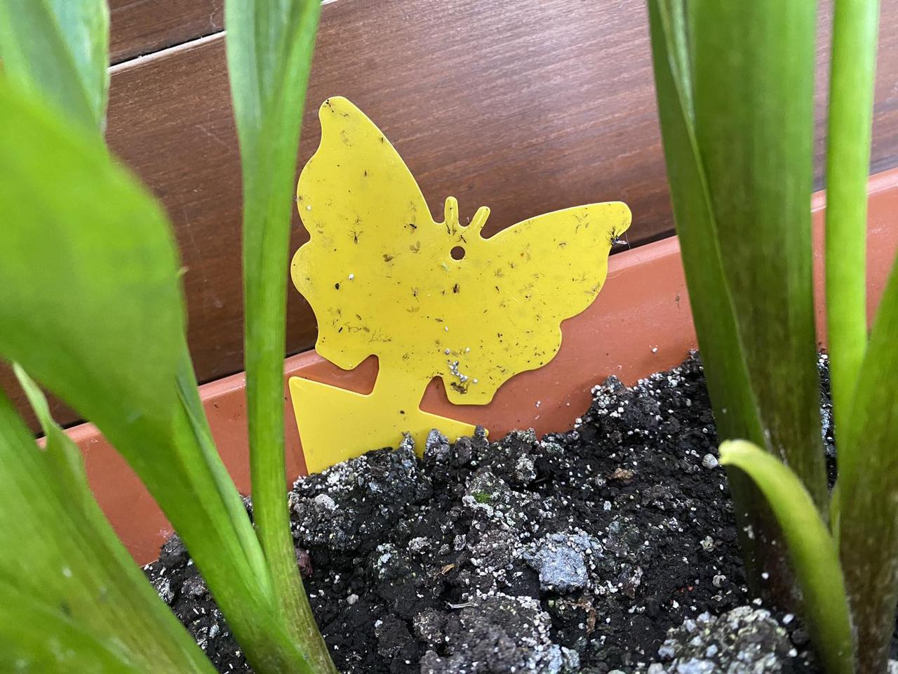 Пастка липка еко для комах Метелик двостороння (1690226444) - фото 8 Пастка липка еко для комах Метелик двостороння (1690226444) - фото 8