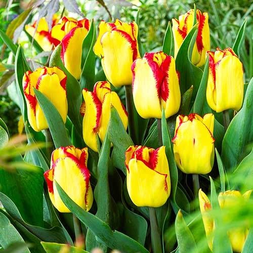 Тюльпан Florium Cape Town (5737) - фото 2