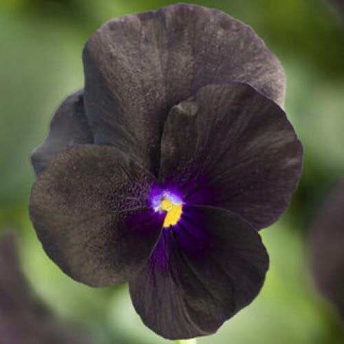 Семена цветов Виола рогатая Syngenta Penny Black 1000 шт. (BN07527)