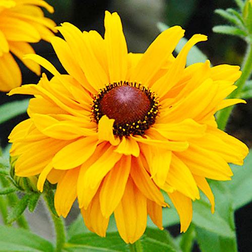 Семена Рудбекия Florium Голдилокс (4410) - фото 2