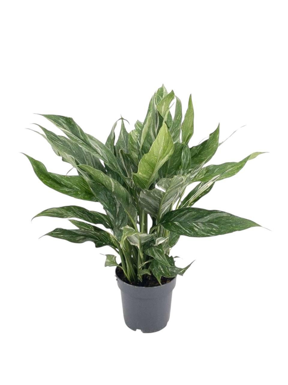 Спатифиллум Даймонд 17/70 см (2698839446)