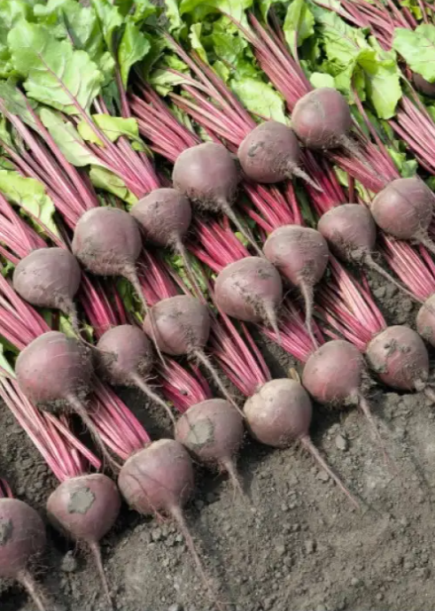 Семена Свекла Bettollo F1 Оригинальная упаковка ТД Гекса-Украина 50000 шт. 01-19-064 (IR00608)