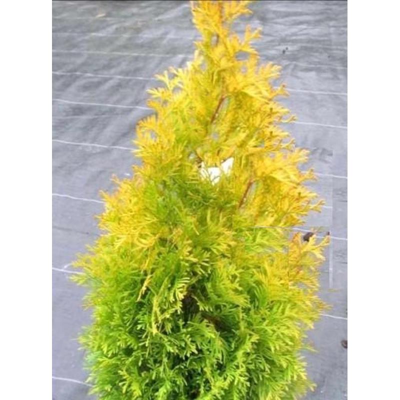 Саженцы туя западная Jantar Thuja occidentalis в горшке 0,5 л - фото 3 Саженцы туя западная Jantar Thuja occidentalis в горшке 0,5 л - фото 3