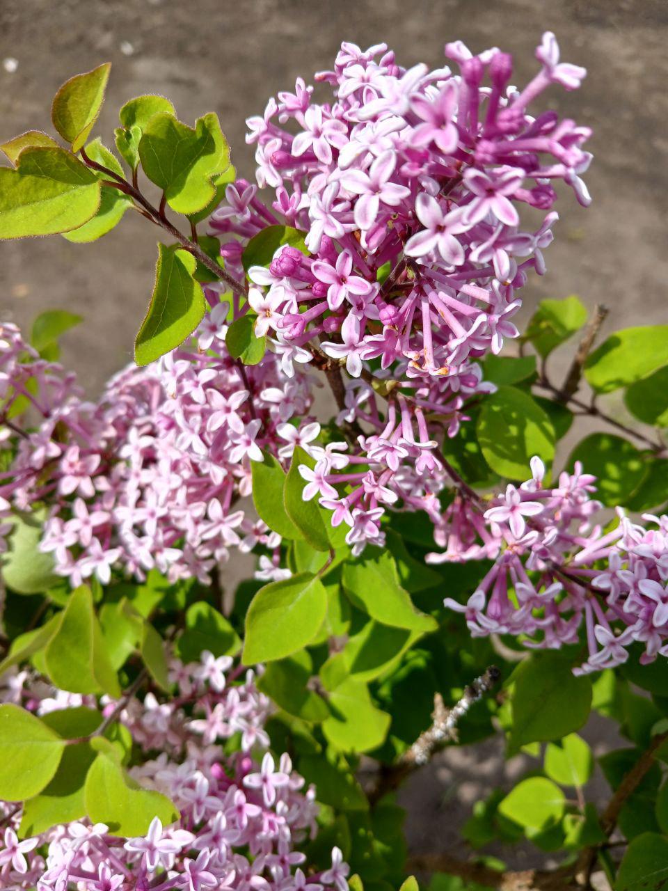 Бузок дрібнолистий Суперба повторноквітучий (18881642)