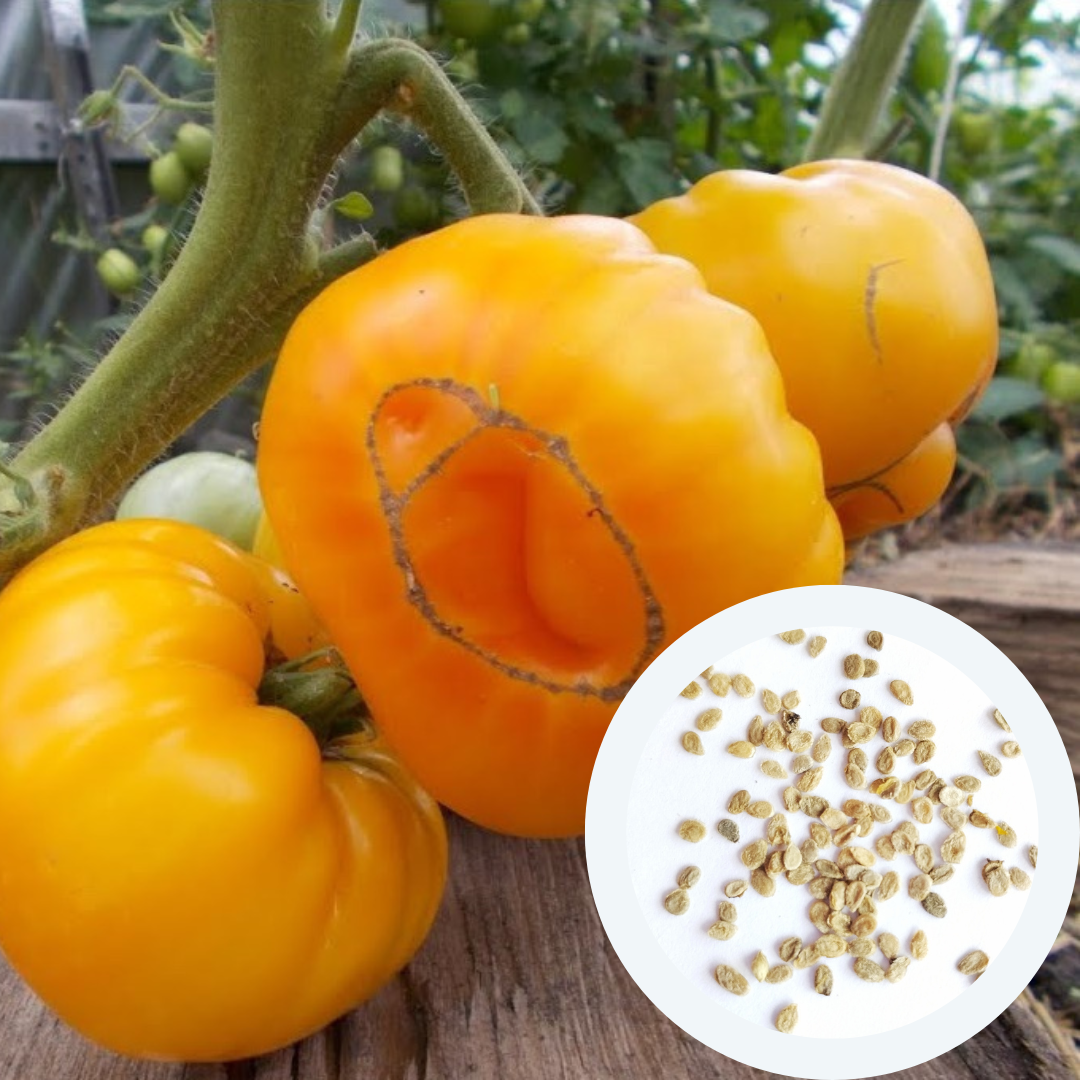 Насіння Томат Мікадо жовтий 0,1 г 50 шт. середньостиглий високорослий (RS-02048) - фото 3