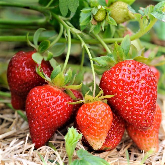 Саджанець полуниці Xante ремонтантна соковита (1542562625)