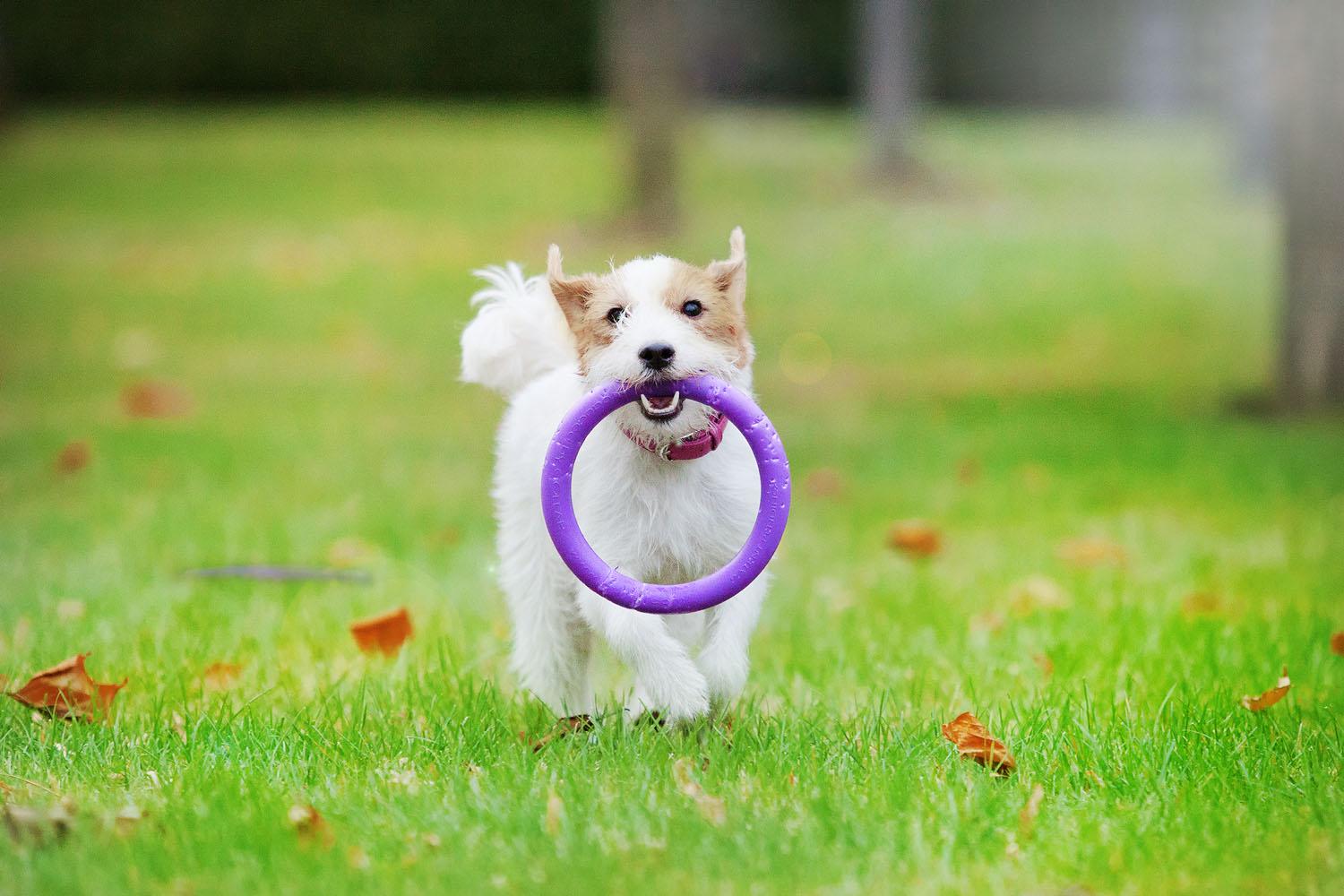 Тренувальний снаряд для собак Puller Mini 18 см (6491) - фото 11 Тренувальний снаряд для собак Puller Mini 18 см (6491) - фото 11