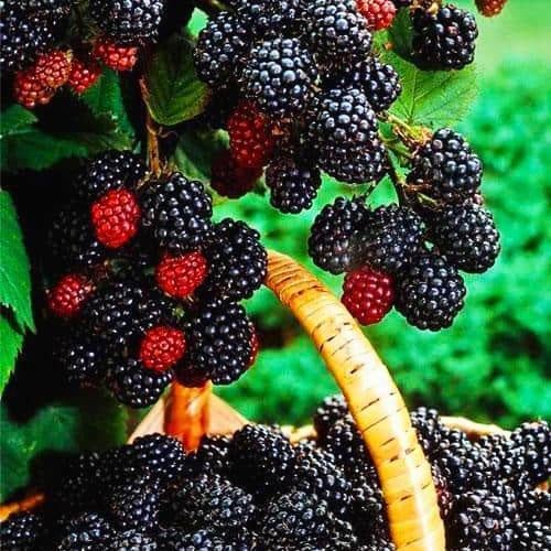 Сажанець Чорна малина Кумберленд Cumberland середнього терміну дозрівання (38612)
