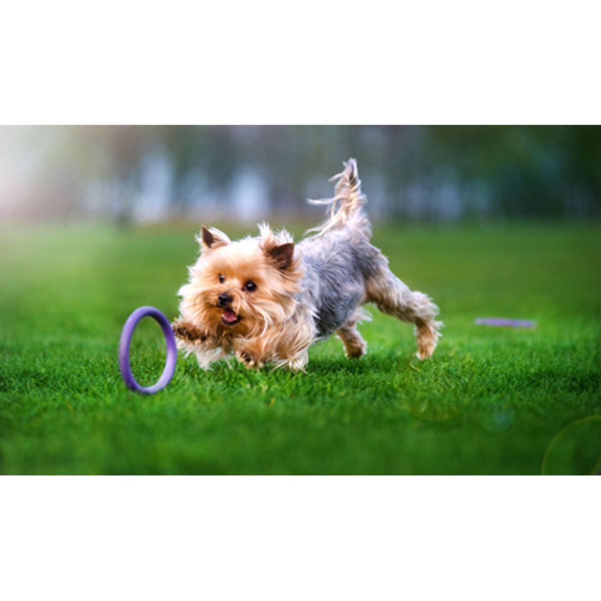 Тренувальний снаряд для собак PULLER Micro D 12,5 см (25881217) - фото 6 Тренувальний снаряд для собак PULLER Micro D 12,5 см (25881217) - фото 6